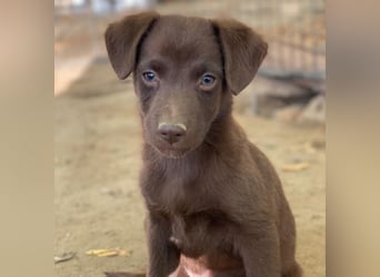 Dijon, geb. ca. 08/2025, lebt in GRIECHENLAND, auf einer privaten Pflegestelle