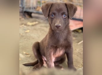 Dijon, geb. ca. 08/2025, lebt in GRIECHENLAND, auf einer privaten Pflegestelle