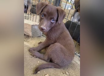 Dijon, geb. ca. 08/2025, lebt in GRIECHENLAND, auf einer privaten Pflegestelle