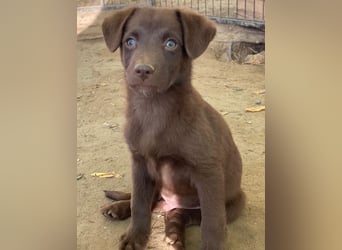 Dijon, geb. ca. 08/2025, lebt in GRIECHENLAND, auf einer privaten Pflegestelle
