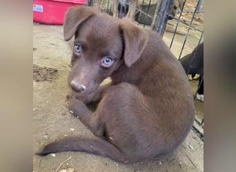 Dijon, geb. ca. 08/2025, lebt in GRIECHENLAND, auf einer privaten Pflegestelle
