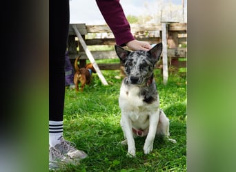 Sajo VA, möchte gerne vertrauen