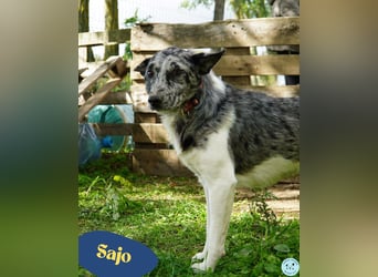 Sajo VA, möchte gerne vertrauen