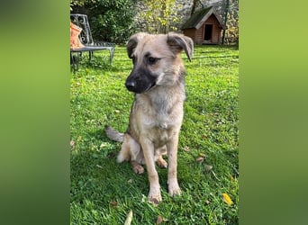 ♥LUKE♥ neu auf Pflegestelle bei Köln - verspielter, charmanter, hübscher Bub 43 cm