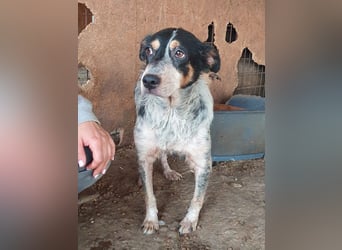 ♥NELE♥ neu auf Pflegestelle bei Leverkusen-wunderschöne, ruhige, verschmuste, sensible Hündin 47cm