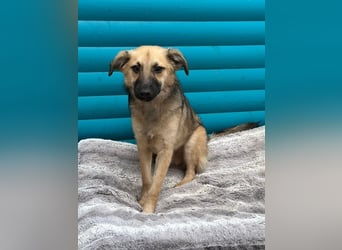 ♥LUKE♥ neu auf Pflegestelle bei Köln - verspielter, charmanter, hübscher Bub 43 cm