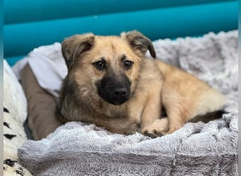 ♥LUKE♥ neu auf Pflegestelle bei Köln - verspielter, charmanter, hübscher Bub 43 cm