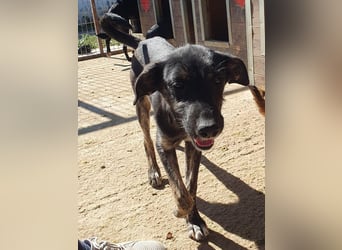 ♥GINGER♥ verspielte, sportliche, leider zu dünne, tolle Juniorin voller Lebenslust 49 cm (wachsend)