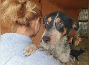 ♥NELE♥ neu auf Pflegestelle bei Leverkusen-wunderschöne, ruhige, verschmuste, sensible Hündin 47cm