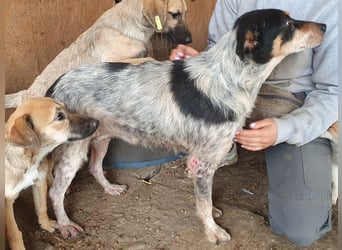 ♥NELE♥ neu auf Pflegestelle bei Leverkusen-wunderschöne, ruhige, verschmuste, sensible Hündin 47cm