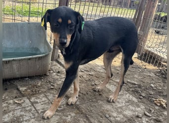 ♥LUBI♥ hübscher, ganz lieber, noch etwas ängstlicher Rüde mit dem süßen Unterbiss 45 cm