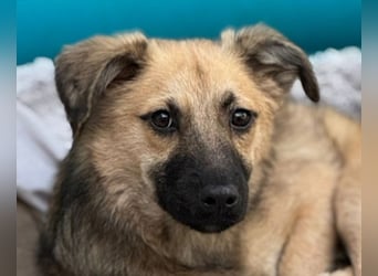 ♥LUKE♥ neu auf Pflegestelle bei Köln - verspielter, charmanter, hübscher Bub 43 cm