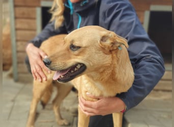 ♥PAULA♥ hübsche, sehr liebe, noch etwas zurückhaltende Zuckerschnute 46 cm