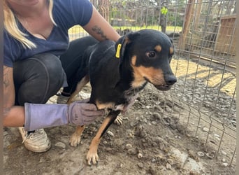 ♥LUBI♥ hübscher, ganz lieber, noch etwas ängstlicher Rüde mit dem süßen Unterbiss 45 cm