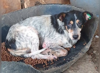 ♥NELE♥ neu auf Pflegestelle bei Leverkusen-wunderschöne, ruhige, verschmuste, sensible Hündin 47cm