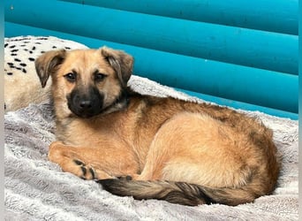 ♥LUKE♥ neu auf Pflegestelle bei Köln - verspielter, charmanter, hübscher Bub 43 cm