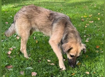 ♥LUKE♥ neu auf Pflegestelle bei Köln - verspielter, charmanter, hübscher Bub 43 cm