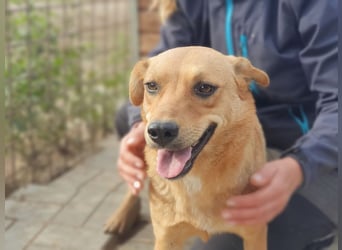 ♥PAULA♥ hübsche, sehr liebe, noch etwas zurückhaltende Zuckerschnute 46 cm