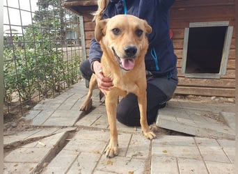 ♥PAULA♥ hübsche, sehr liebe, noch etwas zurückhaltende Zuckerschnute 46 cm