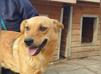 ♥PAULA♥ hübsche, sehr liebe, noch etwas zurückhaltende Zuckerschnute 46 cm