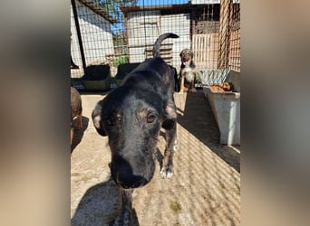 ♥GINGER♥ verspielte, sportliche, leider zu dünne, tolle Juniorin voller Lebenslust 49 cm (wachsend)