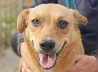 ♥PAULA♥ hübsche, sehr liebe, noch etwas zurückhaltende Zuckerschnute 46 cm