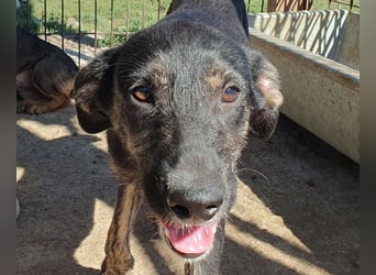 ♥GINGER♥ verspielte, sportliche, leider zu dünne, tolle Juniorin voller Lebenslust 49 cm (wachsend)