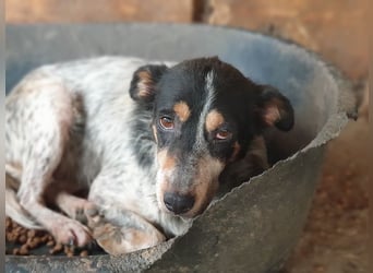 ♥NELE♥ neu auf Pflegestelle bei Leverkusen-wunderschöne, ruhige, verschmuste, sensible Hündin 47cm