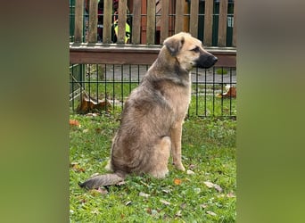 ♥LUKE♥ neu auf Pflegestelle bei Köln - verspielter, charmanter, hübscher Bub 43 cm