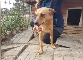 ♥PAULA♥ hübsche, sehr liebe, noch etwas zurückhaltende Zuckerschnute 46 cm