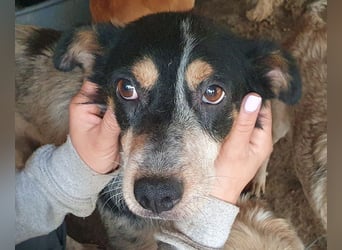 ♥NELE♥ neu auf Pflegestelle bei Leverkusen-wunderschöne, ruhige, verschmuste, sensible Hündin 47cm