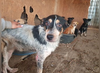 ♥NELE♥ neu auf Pflegestelle bei Leverkusen-wunderschöne, ruhige, verschmuste, sensible Hündin 47cm