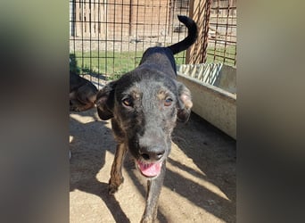 ♥GINGER♥ verspielte, sportliche, leider zu dünne, tolle Juniorin voller Lebenslust 49 cm (wachsend)