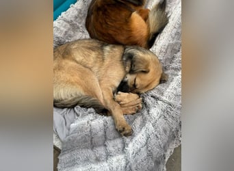 ♥LUKE♥ neu auf Pflegestelle bei Köln - verspielter, charmanter, hübscher Bub 43 cm