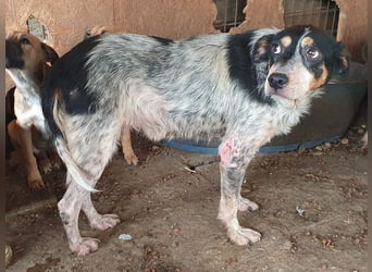 ♥NELE♥ neu auf Pflegestelle bei Leverkusen-wunderschöne, ruhige, verschmuste, sensible Hündin 47cm