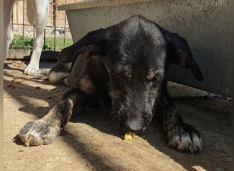 ♥GINGER♥ verspielte, sportliche, leider zu dünne, tolle Juniorin voller Lebenslust 49 cm (wachsend)