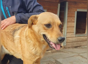 ♥PAULA♥ hübsche, sehr liebe, noch etwas zurückhaltende Zuckerschnute 46 cm