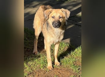 ♥LUKE♥ neu auf Pflegestelle bei Köln - verspielter, charmanter, hübscher Bub 43 cm