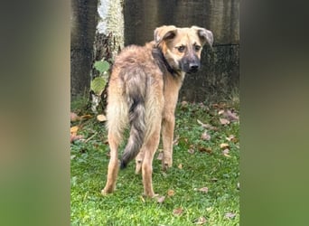 ♥LUKE♥ neu auf Pflegestelle bei Köln - verspielter, charmanter, hübscher Bub 43 cm