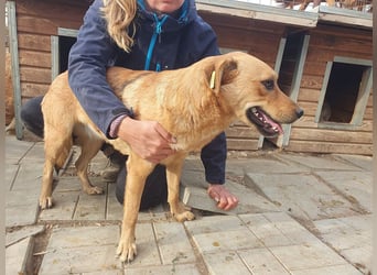 ♥PAULA♥ hübsche, sehr liebe, noch etwas zurückhaltende Zuckerschnute 46 cm