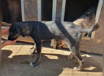 ♥GINGER♥ verspielte, sportliche, leider zu dünne, tolle Juniorin voller Lebenslust 49 cm (wachsend)