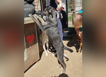 ♥GINGER♥ verspielte, sportliche, leider zu dünne, tolle Juniorin voller Lebenslust 49 cm (wachsend)