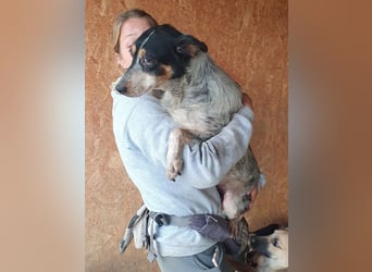 ♥NELE♥ neu auf Pflegestelle bei Leverkusen-wunderschöne, ruhige, verschmuste, sensible Hündin 47cm