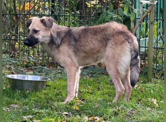 ♥LUKE♥ neu auf Pflegestelle bei Köln - verspielter, charmanter, hübscher Bub 43 cm