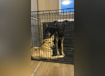 Sanfte Agatha ❤️ sucht Familie mit Herz