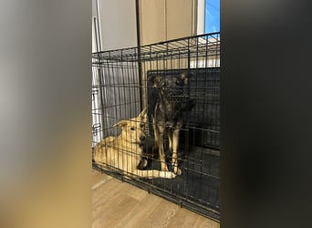 Sanfte Agatha ❤️ sucht Familie mit Herz