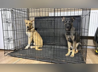 Sanfte Agatha ❤️ sucht Familie mit Herz