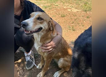 Zarte Seele Sanja sucht Für-Immer-Zuhause❤️