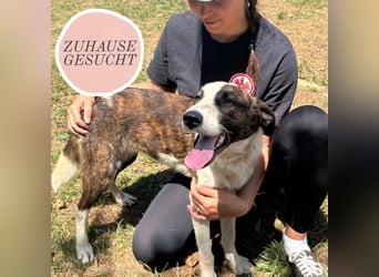 Menschenbezogene Apricot sucht ihr Zuhause ❤️