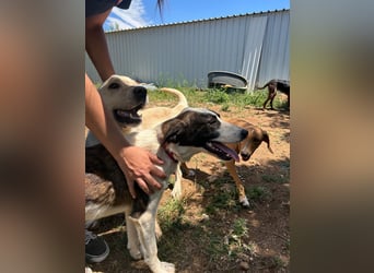 Menschenbezogene Apricot sucht ihr Zuhause ❤️